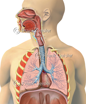 Atemsystem, Respirationstrakt, Atemtrakt
