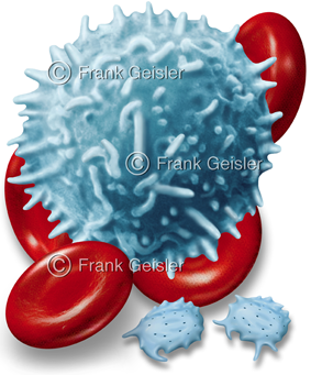 Blut, Blutbildung Blutzellen