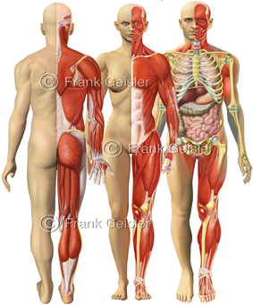 Gestalt des Körpers, Mann und Frau