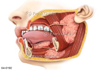 Kopf Mund mit Speicheldrüsen seitlich eröffnet