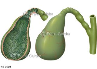 Verdauungsorgan  Gallenblase ein Hohlorgan, zur Speicherung und Eindickung der Galle, eröffnet mit Gallengang