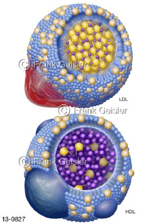 Moleküle LDL und HDL Cholesterin