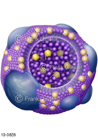 VDL Lipoprotein, Transporteiweß für Fett
