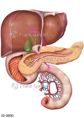 Organe für Stoffwechsel im Oberbauch