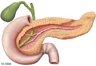 Verdauungsorgan Bauchspeicheldrüse, Pankreas eröffnet mit Gangsystem