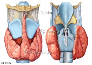 Kehlkopf mit Schilddrüse Nebenschilddrüsen ventral und dorsal