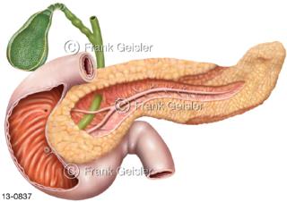 Organe Buchspeicheldrüse mit Gangsystem und Zwölffingerdarm Gallenblase