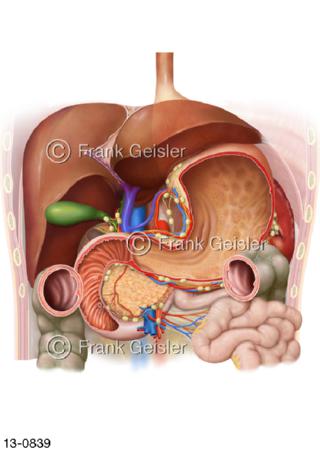 Leber und Organe im Bauchraum eröffnet