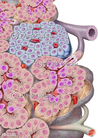 Drüsen Langerhans-Insel Inselzellen