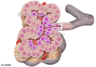 Sezernierende Drüsen, Drüsenepithelien der Bauchspeicheldrüse, Drüsenstück Azinus des Pankreas