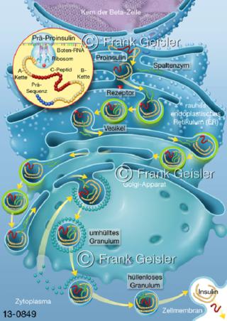 Insulin-Biosynthese in Beta-Zellen des Pankreas