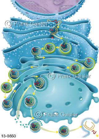 Pankreas, Insulin-Biosynthese in Beta-Zellen