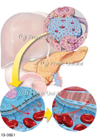 Pankreas Insulinproduktion, Glucosetransport zu Muskelzellen