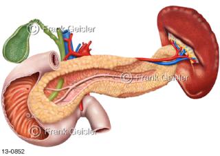 Organe Bauchspeicheldrüse Pankreas Gallenblase Zwölffingerdarm Duodenum, Blutgefäße und Milz