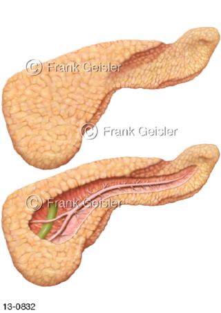 Ansichten Pankreas, Gangsystem