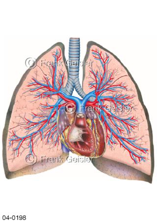 Brustraum mit Herz Lungen Blutgefäße