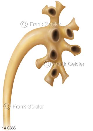 Nierenbecken mit Nierenkelche der Niere