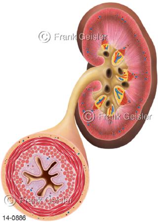 Harnleiter Niere Nierenbecken Nierenkelche