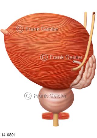 Muskulatur Harnblase seitlich, Harnleiter Samenblase Prostata