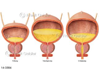 Harnblase mit Phasen Miktionszyklus Miktion Blasenentleerung Urese