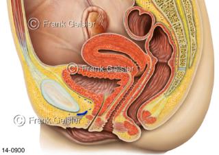 Organe der Frau, Längsschnitt weibliche Beckenorgane und Geschlechtsorgane