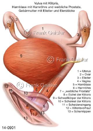 äußere innere Geschlechtsorgane der Frau