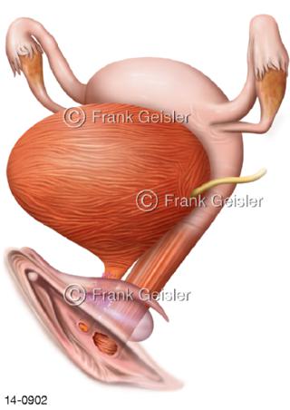 Organe der Frau, Blase und Geschlechtsorgane