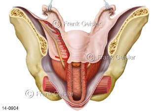 Becken mit Beckenorgane der Frau, Geschlechtsorgane mit Bauchfell Peritonium