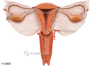 Schnitt durch Geschlechtsorgane Frau, Scheide Gebärmutter Eierstock