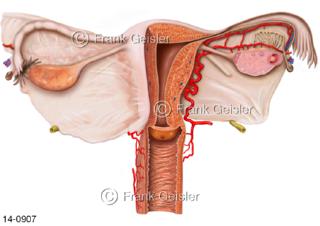 Ansicht Geschlechtsorgane Frau, Scheide Vagina Gebärmutter Uterus Eierstock Ovar