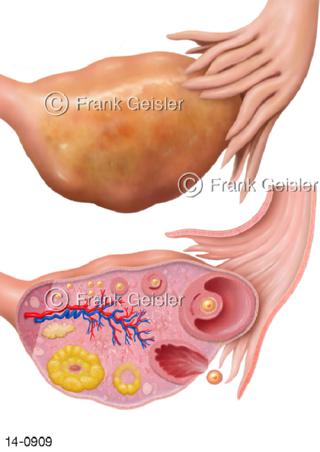 Eierstock Ovar, Menstruationszyklus