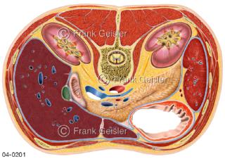 Rumpfquerschnitt, Lage der Organe im Bauchraum in Höhe 1. Lendenwirbel