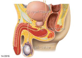 Genitalien und Beckenorgane vom Mann, Schnitt durch männliche Geschlechtsorgane