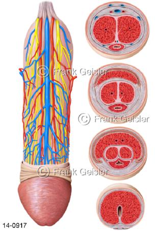 Männliches Glied mit Gefäße, Schnitte Schwellkörper