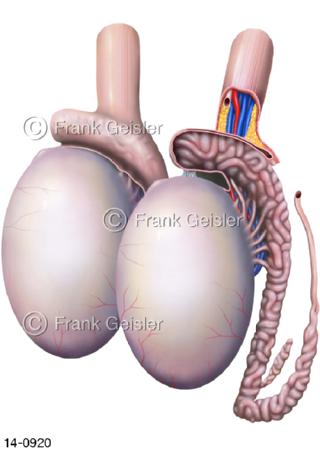 Hoden Testis, Nebenhoden Epididymis