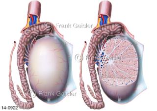 Ansichten Hoden Testikel Testis mit Nebenhoden Epididymis, Schnitt Struktur Hodenläppchen