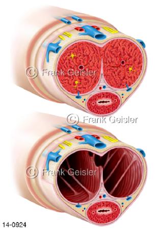 Anatomie Penis, Geschlechtsorgan Mann