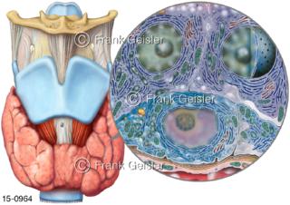 Ansicht Anatomie der Schilddrüse und Histologie der Schildrüsenzellen
