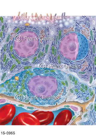 Epithelzellen mit Hormone C-Zelle der Schilddrüse
