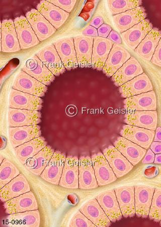 Zellen Gewebe Schilddrüse, Normalfunktion