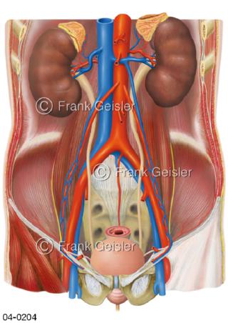 Organe im Nierenbecken, Nieren mit Harnwege