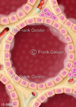 Zellen Gewebe Schilddrüse, Unterfunktion