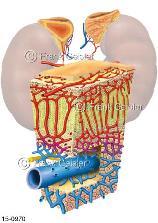 Nieren, Histologie der Nebenniere Glandula adrenalis