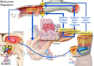 Hormonsystem Periphere Hormone, Regelkreis Blutzuckeregulation im Körper