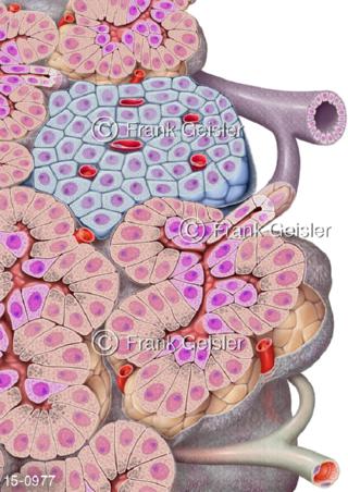 Drüsen Pankreas mit Langerhans-Insel Inselzellen