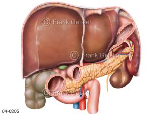 Organe Bauchraum, Leber Magen Milz Pankreas Nieren Darm