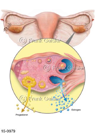 Hormone Progesteron Estrogen, Eisprung Eierstock