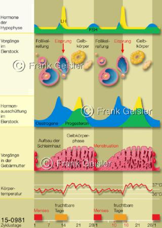 Hormone Menstruationszyklus, menstrueller Zyklus Frau