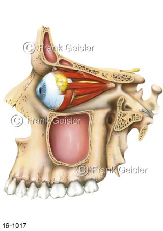 Auge Augapfel Augenhöhle Augenmuskeln Tränendrüse