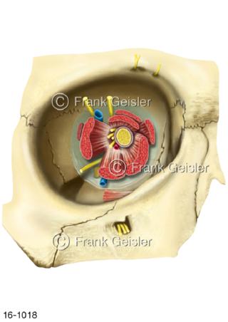 Augenhöhle Augenmuskeln Sehnerv Nervus opticus